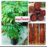 ราคา พยุงไหหลำ ต้นสมบูรณ์เเข็งเเรงขนาด 35-55 ซม. พร้อมปลูกพยุงไหหลำเนื้อไม้ลายสวย 8-10 ปีตัดขายได้ ปลูกได้ทั่วทุกภาคของไทย (20694700254)