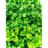 ราคา วอเตอร์เครสเขียว Green watercress วอเตอร์เครสฮาวาย วอเตอร์เครสญี่ปุ่น ผักน้ำ ผักปลอดสารพิษ Organic 100% (24873415792)