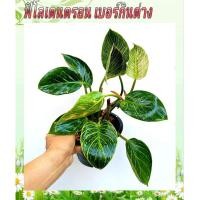 ราคา ต้นฟิโลเดนดรอน เบอร์กิ้นด่าง (Philodendron Birkin) (23033862243)