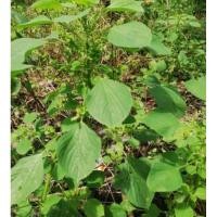 ราคา ต้นตำแยแมวไส่ถุงดำพร้อมปลูกรากแน่นทนแดด1ต้น (25742603597)