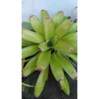 ราคา หน่อต้นสับปะรดสี พันธุ์ไม้ทนแดด ร้อนแค่ไหนสับปะรดสีทนได้ หน่อละ 79 บาท (7159052829)