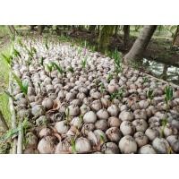 ราคา ต้นมะพร้าวน้ำหอม บ้านแพ้ว สมุทรสาคร (8183440403)