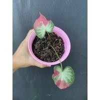 ราคา ชายชล #บอนสีชายชล กัดสีแล้วจ้า (12106804073)