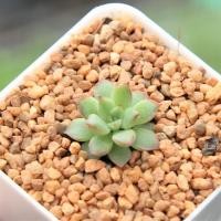 ราคา Echeveria Mebina Single 2 Inch กุหลาบหินนำเข้า ไม้อวบน้ำ Succulents 2U (7651068960)