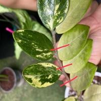 ราคา กวักมรกตด่าง กวักมรต ตัดเป็นคู่รวมก้านค่ะ ตัดสด กวักด่าง ใบกวักด่าง (9175567812)