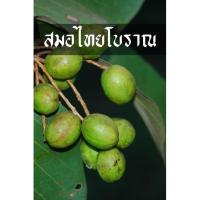 ราคา สมอไทยต้นพันธุ์โบราณแท้ ลูกเล็กทำสมุนไพรตรีผลา (11012307410)