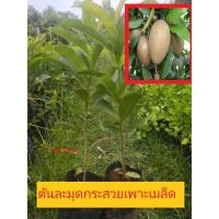 ราคา ต้นละมุดกระสวยมาเลย์เพาะเมล็ด (7331786418)