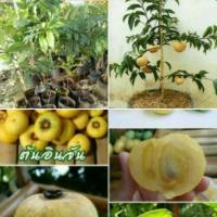 ราคา ต้นลูกจัน หรือ ต้นอินจัน ถุงชำพร้อมส่ง (3902279801)