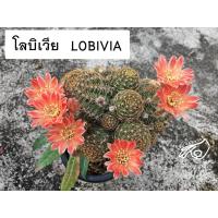 ราคา โลบิเวีย Lobivia L31 RW6 โลบีเวีย หน่อเด็ดสด หน่อ อิชินอป Echinopsis อิชินอปซิส กระบองเพชร แคคตัส เมล็ดกระบองเพชร (17330567995)