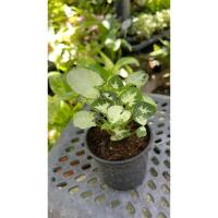 ราคา ต้นออมเงินแคระไม้มงคล (28603937197)