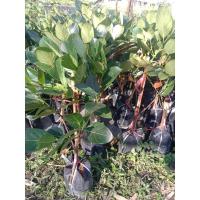 ราคา (พร้อมส่ง️)ต้น ขนุนทองจันทร์ คัดสวยๆ (25211578335)