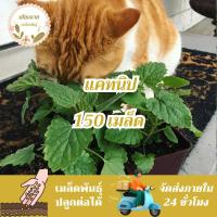 ราคา เมล็ดพันธุ์ แคทนิป ตำแยแมว 150 เมล็ด Catnip Seed เมล็ดพันธุ์แท้100%นำเข้าจากต่างประเทศ ปลูกผัก สวน ตำแยแมว ต้นแคทนิป (29952323898)