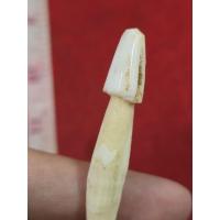 ราคา ปลัดขิกเขี้ยวแกะหลวงพ่ออี๋วัดสัตห*บของแท้ผ่านพิธีปลุกเสกแล้วเครื่องรางน่าสะสมจังหวัดชลบุรี (48851717003)