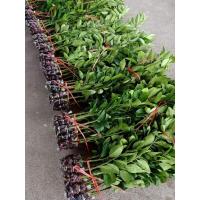 ราคา เมล็ด ขายกิ่งพันมะนาวแป้นสุขประเสริฐ กิ่งละ100฿ เปลือกบางน้ำดี ทนโรคมาก ลูกดก โตเร็ว สนใจสั่งซื้อได ผักบุ้ (22565736253)