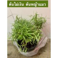 ราคา ต้นไผ่เงิน ต้นหญ้าแมว กระถาง ไผ่แมวกระถาง (14169172727)