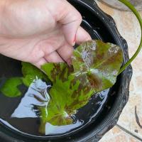 ราคา ต้นบัวด่าง ใบด่าง ไม้น้ำด่าง ไม้ป่าด่าง ต้นไม้ ด่างแดง ไม้ด่างและไม้ใบสวยงาม (11551767822)