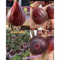 ราคา (1ต้น) ต้น มะเดื่อฝรั่ง เสียบยอด สีม่วง Fig tree ต้นมะเดื่อฝรั่ง / ศรัญลักษณ์ (24859723110)