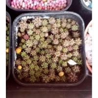 ราคา ยิมโนเชื้อด่างพอต2.5 (5887883387)