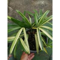 ราคา ต้นจั๋งด่างญี่ปุ่นแท้ด่างเยอะต้นสวย (18122582448)