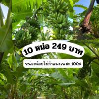 ราคา หน่อกล้วยไข่ขุดสด หน่อกล้วยไข่กำแพงเพชรแท้ ชุดละ 10 หน่อ ติดรากเยอะ ขุดใหม่ (27520898399)