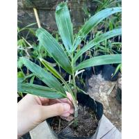 ราคา ปาล์มหางกระรอก ต้นสูง 10 นิ้ว ราคา 50 บาท พร้อมส่ง!!! (23469659371)