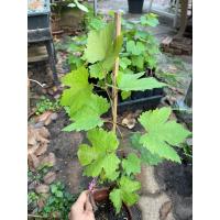 ราคา องุ่นแบล็คโอปอกิ่งปักชำรากเดินดีแล้ว (40671643353)