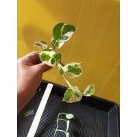 ราคา พลูงาช้าง พลูฉลุ ไม้หอกอากาศ (9396779046)