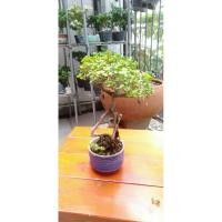 ราคา เพรมน่าไต้หวัน บอนไซแคระ (41859083859)