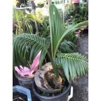 ราคา บอนไซมะพร้าว (ต้นไม้มงคล) (14739536571)