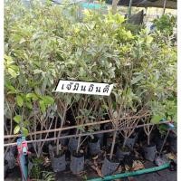 ราคา ละมุดกระสวยมาเลย์ ละมุดสาลี่ยักษ์ต้นสูง 1 เมตร กิ่งตอน ต้นพร้อมปลูก (42406240285)