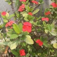 ราคา กิ่งสด โป๊ยเซียนแคระ โป๊ยเซียนดอกเล็กออกดอกตลอดปี (26380234576)