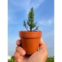 ราคา สนชิมปากุจิ๋ว ไม้วัตถุดิบสร้างบอนไซ พร้อมส่ง (43001739534)