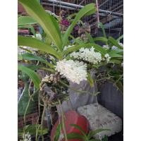 ราคา กล้วยไม้ สกุลช้าง ช้างเผือก / ช้างแดง/ ช้างกระ /ช้างส้ม ไม้หอม ออกดอกปีละครั้ง (15851018401)