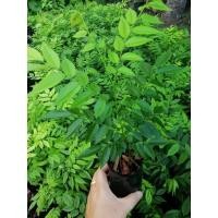 ราคา ต้นพยุงไหหลำ เพาะเมล็ด (17505379313)