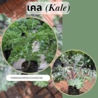 ราคา เคลสการ์เล็ต (Kale Scarlet) / เคล (Kale) ถุง 5" (27373946876)
