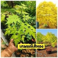 ราคา ต้นเกษมณีสีทอง ต้นไม้มงคลเสริมศิริมงคล ต้นไม้ทรงพุ่มสวย ต้นเเข็งเเรงพร้อมปลูก สินค้าเสียหายยินดีเคลมฟรี (41660553399)