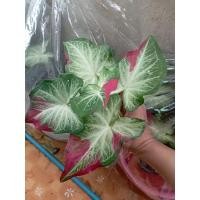ราคา ชายชลแบ่งชิ้นชายชลราคารวมส่ง (12112333143)