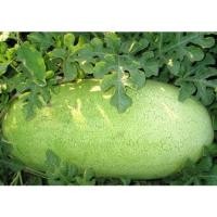 ราคา เมล็ด 20เมล็ด Charleston สีเทาสีแดงแตงโม Heirloom สวยงามสีเขียวอ่อนผิวแตงโม ทานตะวัน (23234957897)