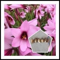 ราคา บัวดินจัมโบ้ ดอกใหญ่สีชมพู บัวดินสีชมู (4462921390)