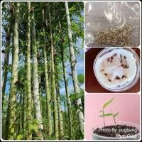 ราคา เมล็ด​พันธุ์ไผ่ซางหม่น​ 20​ เมล็ด (6042634835)