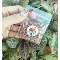 ราคา เมล็ดกัลปพฤกษ์ 1ซอง บรรจุ30เมล็ดราคา ซองละ29บาท (23265727308)