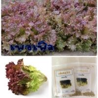 ราคา เมล็ดพันธุ์ ผักกาดหอมเพอเพิล Lettuce purple เพอเพิล ผักกาดหอม ผักสลัด (4559650858)