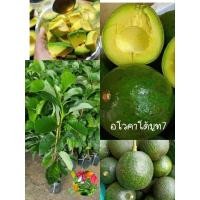 ราคา ต้นอะโวคาโดบูท 7 อโวคาโด้ เนื้อนุ่มหนึบ ออกสีเหลือง รสชาติมัน หวาน ทาบกิ่ง ขนาดต้น 80ซม.-1เมตร (21391085312)