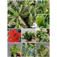 ราคา ต้น กุหลาบหิน, คาลันโช, เศรษฐีพันล้าน, เศรษฐีล้านล้าน และไม้อวบน้ำอื่นๆ (15054826930)