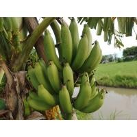 ราคา หน่อกล้วย หอมทอง กล้วยหอมทอง หน่อละ 29 บาท ตัดใบส่งพร้อมปลูก หน่อกล้วยหอม (51252151749)
