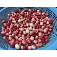 ราคา มะม่วงหาวมะนาวโห่ (21605711420)