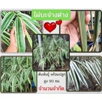 ราคา ไผ่บะจ่างด่าง ไผ่ด่าง ไผ่ประดับ ไผ่สวยงาม ไผ่มงคล (12294523011)