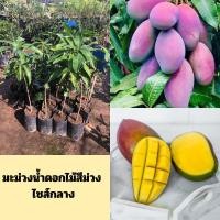 ราคา (1ต้น) มะม่วงน้ำดอกไม้สีม่วงต้นเสียบยอด ความสูง 45-50 ซม. ติดผลไว (26383621273)