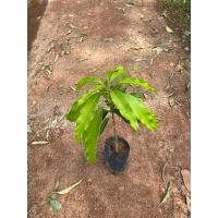 ราคา กิ่งพันธุ์เสียบยอดมะม่วงมันขุนศรี (24008330953)