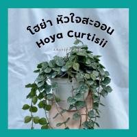 ราคา โฮย่าหัวใจสะออน/โฮย่าหัวใจ Hoya curtisii กระถาง4นิ้ว ใบคล้ายต้นสายป่านดวงใจ (7479678820)
